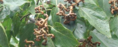 拐枣树（万寿果）的种植技术，附后期管理