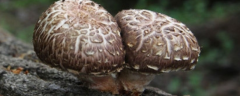 椴木香菇栽培技术，附病虫害防治