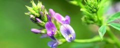紫花苜蓿草怎么种植，如何管理与利用
