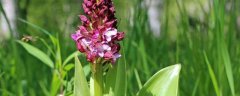 紫丁香几月开花，附生长习性和繁殖方法