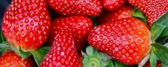 如何种草莓，施肥的注意事项