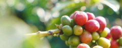 咖啡豆种植条件，选择水性好的位置