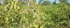 枣树种子种植方法，附组培培养方法