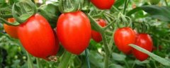 樱桃西红柿种植技术，樱桃西红柿需要育苗再播种