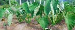 香芋种植技术与管理，病虫害怎么防治