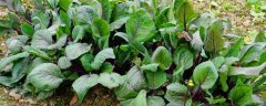 红菜苔种植时间和方法，根据植株生长情况做好肥水工作