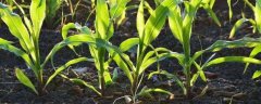 春玉米种植时间，以及种植方法