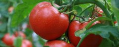 西红柿种子怎么种，播种前要进行晒种