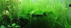 金鱼藻水草怎么养