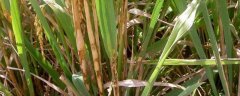 水稻纹枯病的防治方法，重点是选择抗病能力好的品种