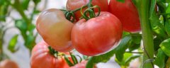 西红柿大棚种植与管理