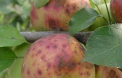 苹果缺钙原因及防治措施