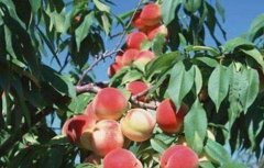 桃树种植常见问题