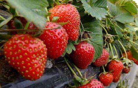 草莓 环境条件 要求
