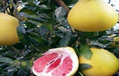 红肉蜜柚种植技术