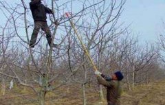 苹果树冬季修剪技术