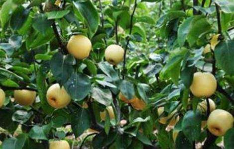 梨子 种植 果园管理