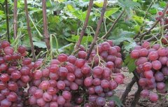 葡萄的栽培技术要点