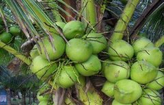 椰子种植的注意事项