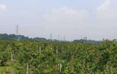 黑莓种植技术和管理