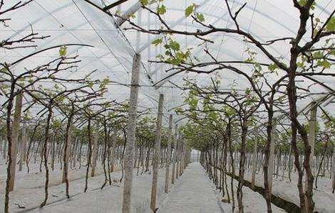 大棚葡萄种植 葡萄种植 葡萄