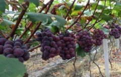大棚葡萄种植技术