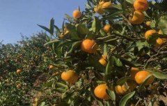 降低柑橘种植效益的因素