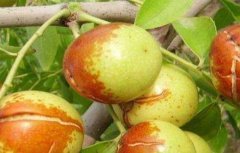 枣树裂果原因及防治措施