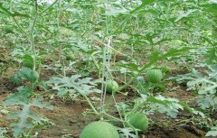 西瓜种植需要注意些什么