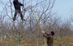 苹果树生长失衡如何修剪