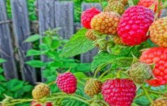 树莓种植技术