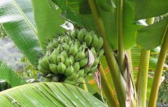 香蕉的种植地分布情况
