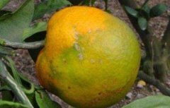 脐橙常见病虫害的防治方法