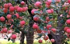 苹果树为什么会烂根