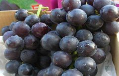 如何提高巨峰葡萄的品质