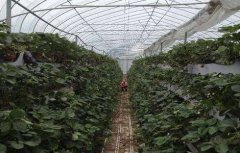 草莓科学大棚种植技术