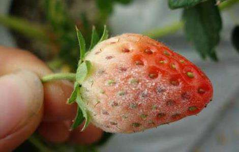 草莓白粉病