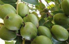 软枣猕猴桃种植技术