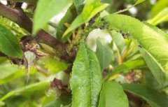 桃树蚜虫的防治方法