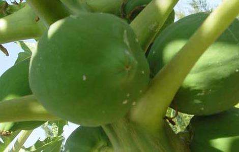 木瓜树种植技术
