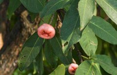 洋蒲桃的种植技术