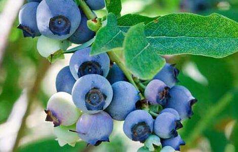蓝莓的种植方法