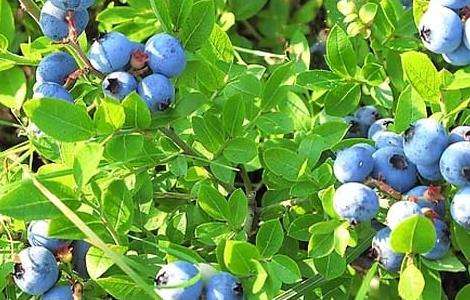 蓝莓的种植方法