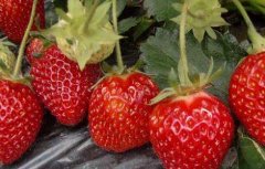 草莓怎么保存时间长？