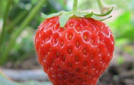草莓怎么保存