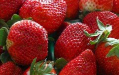 草莓什么时候成熟？