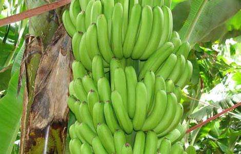 生香蕉如何催熟