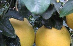 沙田柚种植几年结果？