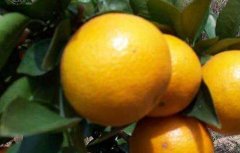 柑橘的存储方法有哪些？