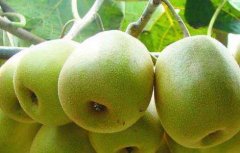 猕猴桃属于哪类水果?